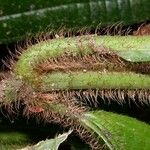 Conostegia setosa Meyve