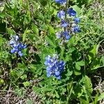 Lupinus subcarnosus Flower