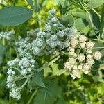 Parthenium integrifolium Flor