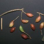Siparuna decipiens Meyve