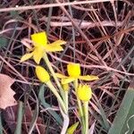 Narcissus assoanus Flor