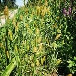 Setaria pumila موطن