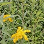 Solidago gigantea Habitus