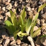 Iris tectorum برگ