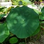 Nelumbo nucifera Blatt