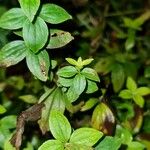 Galium rubioides Ліст