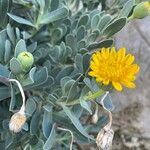 Hertia cheirifolia Kvet