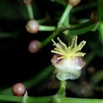 Chrysochlamys silvicola Fruit