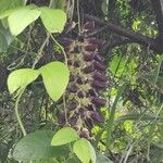 Mucuna pruriens Fruit