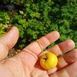 Malus sylvestris Fruit