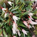 Begonia boliviensis 整株植物