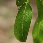 Detarium macrocarpum Blatt