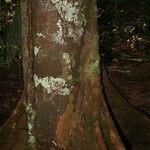 Dendrobangia boliviana പുറംതൊലി