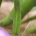 Guarianthe skinneri Bark