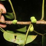 Ficus citrifolia Vrucht