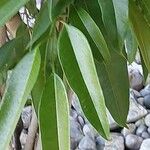 Ficus binnendykii Foglia