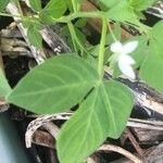 Cleome rutidosperma Ліст