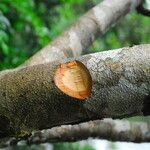 Cynometra mannii Rinde