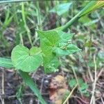 Fagopyrum tataricum Leaf