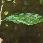 Adelia triloba Leaf