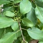 Rhamnus cathartica Фрукт