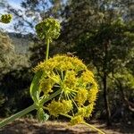 Ferula glauca Kvet