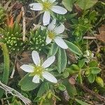 Moehringia ciliata Flower