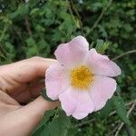 Rosa corymbifera Λουλούδι