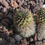 Mammillaria prolifera Leaf