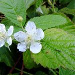 Rubus caesius Blüte