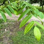 Juglans cinerea Blad