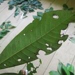 Isertia spiciformis Leaf