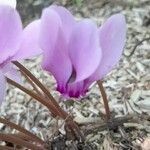Cyclamen hederifolium Blüte
