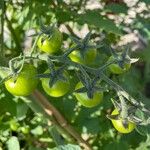 Lycopersicon esculentum Fruit