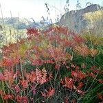 Rhus coriaria Otro