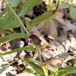 Polystichum acrostichoides ഇല