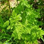 Chaerophyllum tainturieri Blatt