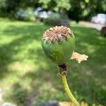 Papaver orientaleFrukt