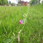 Vicia segetalis फूल