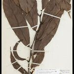 Heteropsis flexuosa Hoja