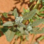 Heliotropium crispum Leaf