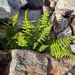 Athyrium distentifolium Habitus