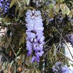 Wisteria floribunda Virág