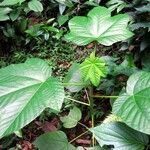 Cecropia schreberiana Hoja