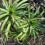 Dyckia encholirioidesFulla