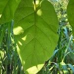 Solanum betaceum Folha