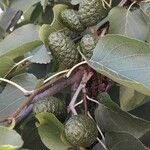 Alnus cordata Fruit