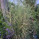 Miscanthus sinensis葉