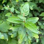 Shepherdia canadensis Leaf