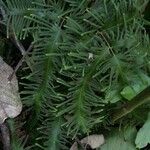Lygodium volubile 葉